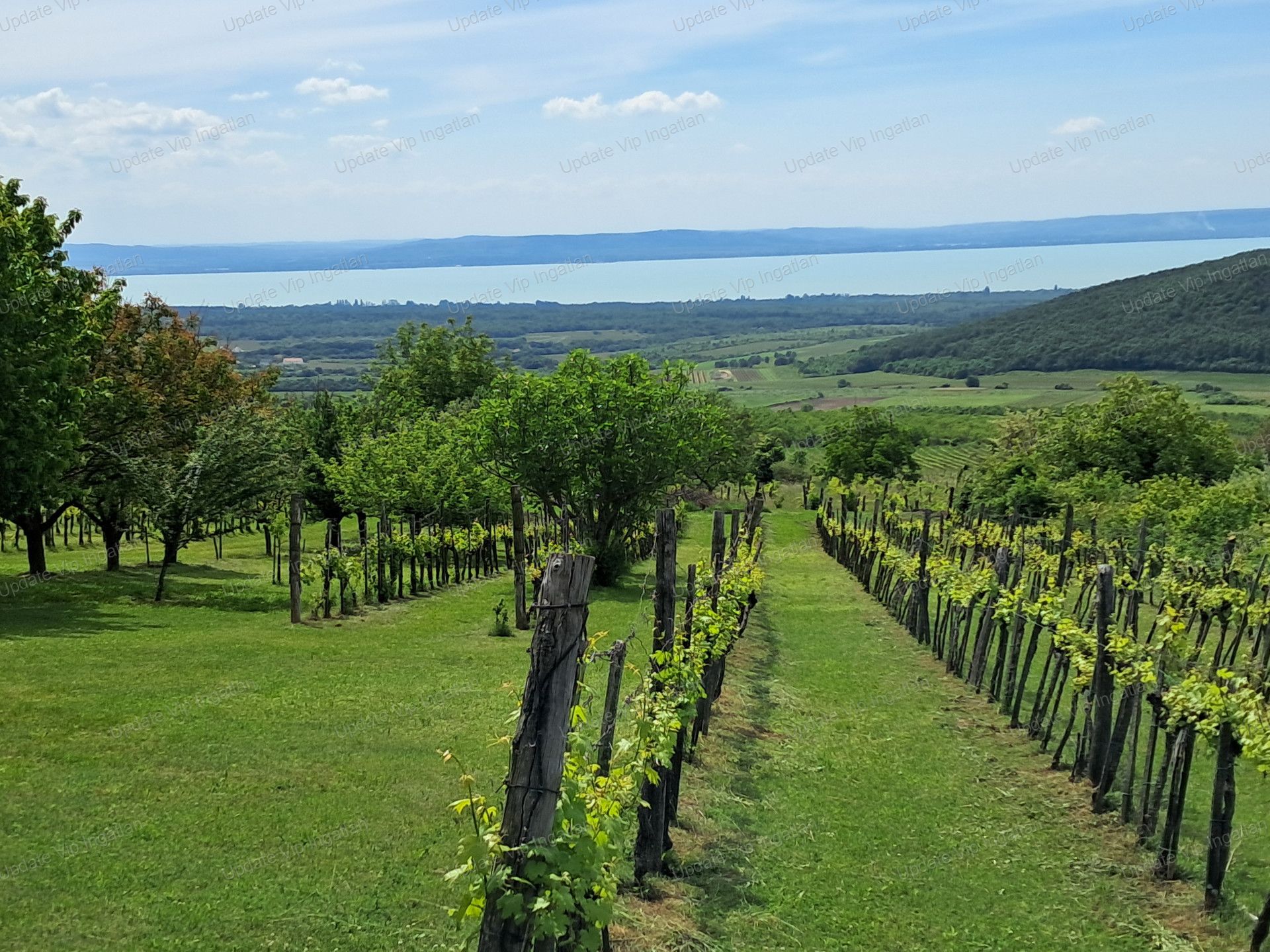 vizjeles_6174704