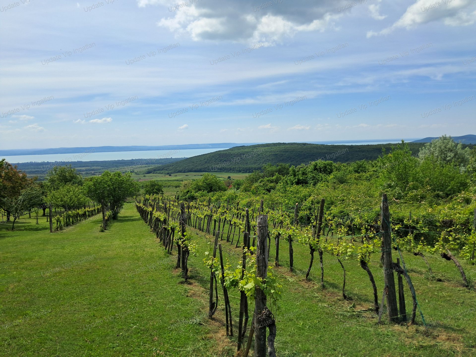 vizjeles_6174707