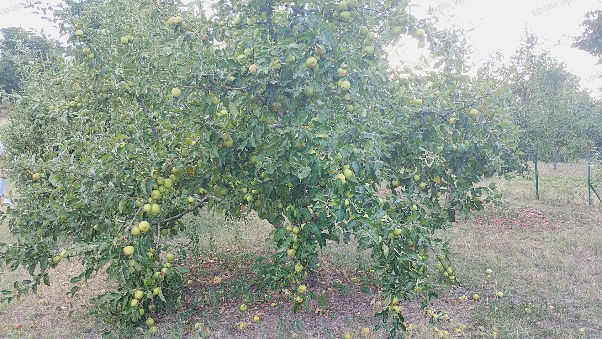 vizjeles_5970322