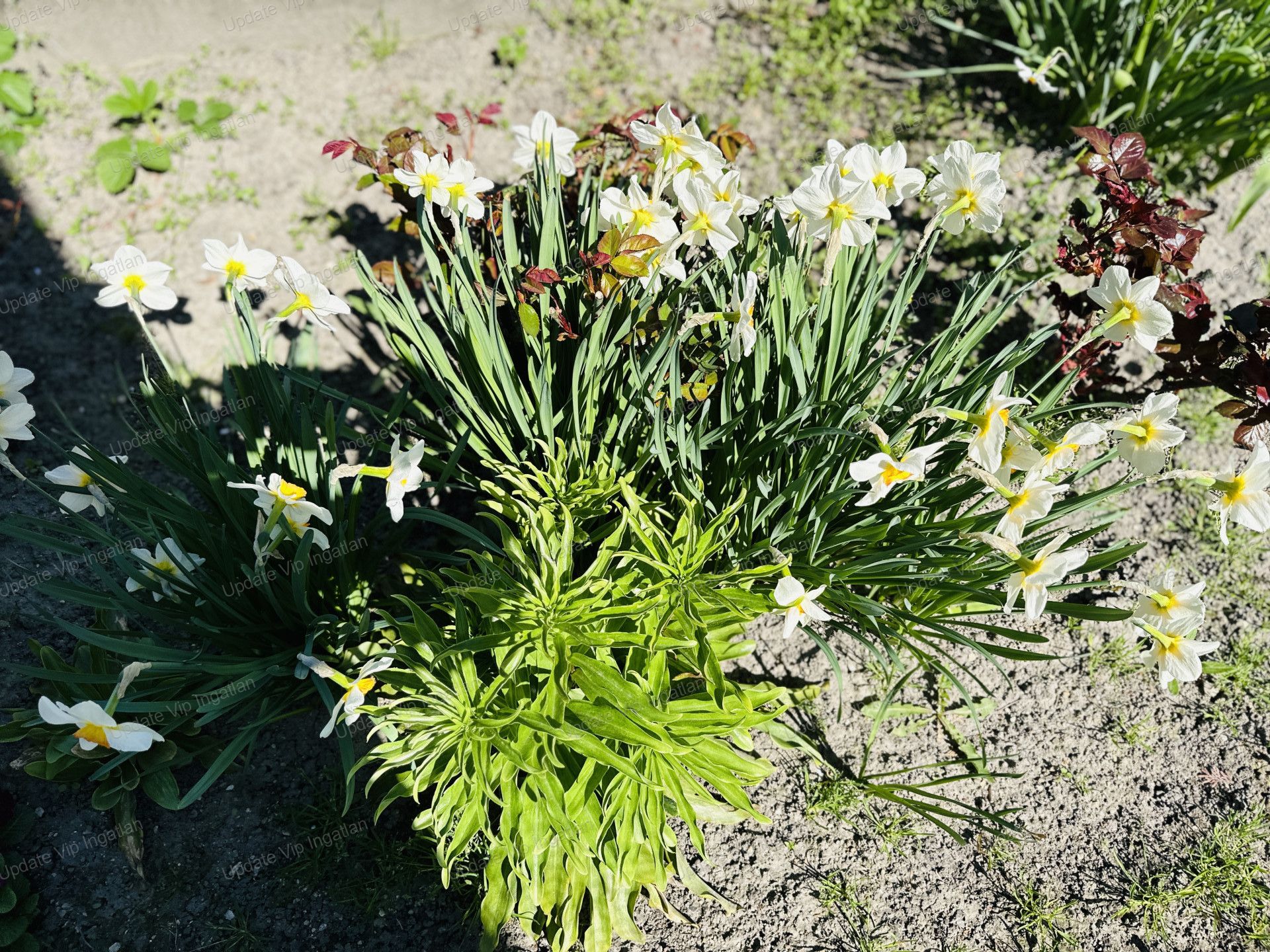 vizjeles_6232604